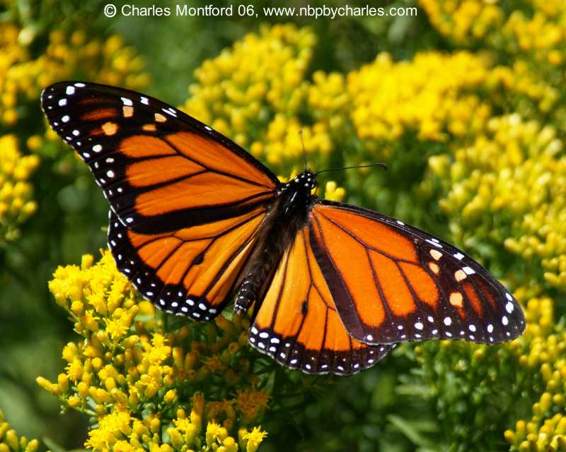 Pictures Of Monarch Butterfly - Free Monarch Butterfly pictures 